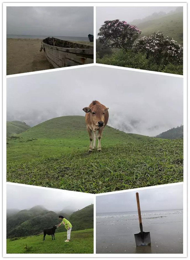 5月1日，陽西藍(lán)袍藍(lán)看海，陽春雞籠頂?shù)巧劫p高山杜鵑