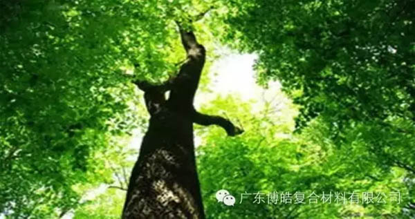 【博皓感悟】欲為大樹，莫與草爭-1