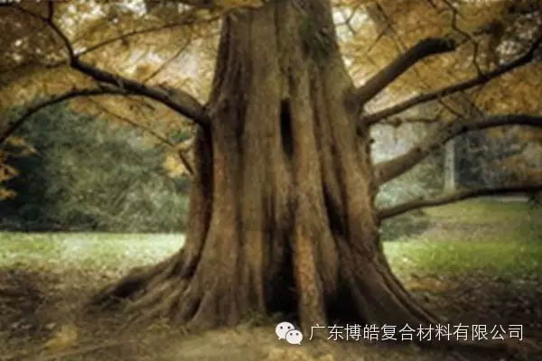 【博皓感悟】欲為大樹，莫與草爭-4